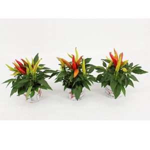 Capsicum Sombrero Joker Groen/Rood