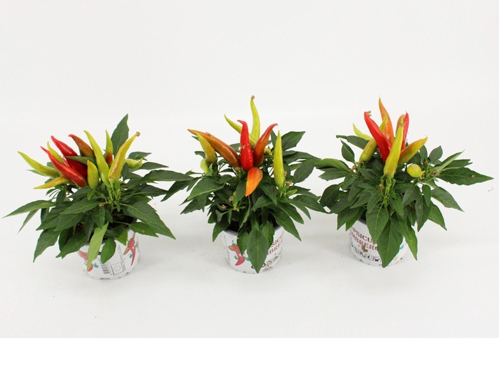 <h4>Capsicum Sombrero Joker Groen/Rood</h4>