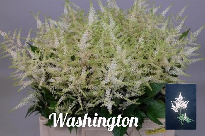 <h4>ASTIL JA WASHINGTON</h4>