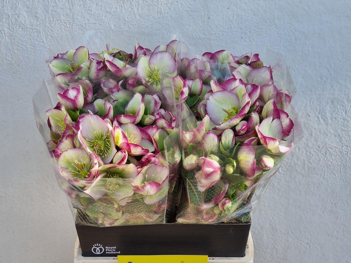 <h4>HELL FRK GLENDA GLOS</h4>