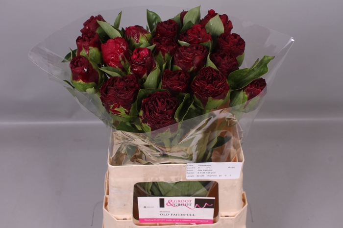 <h4>Paeonia Ole Faithful | Heavy Quality</h4>