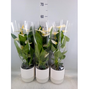 Anthurium  'Karma White'