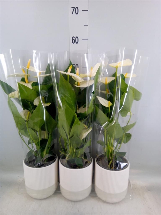 <h4>Anthurium  'Karma White'</h4>