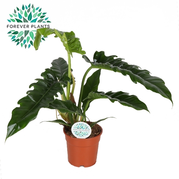 <h4>Philodendron Narrow p17</h4>