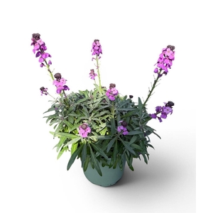 Erysimum linifolium Sup Bowl MauvE