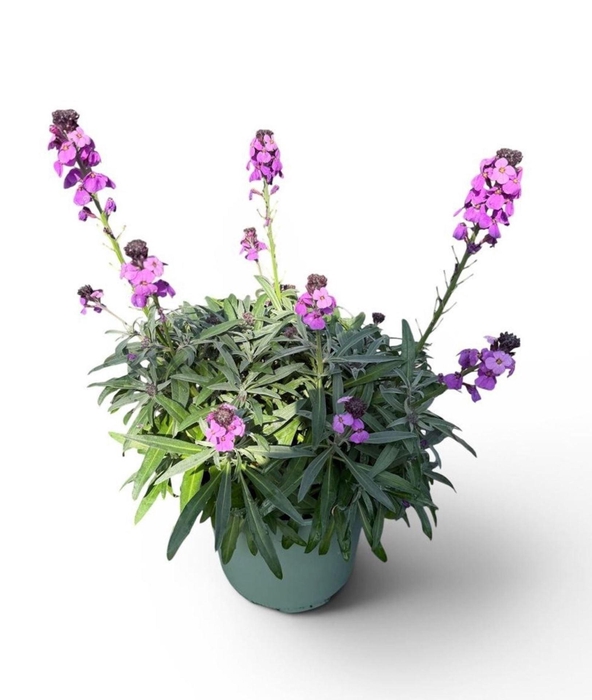 Erysimum linifolium Sup Bowl MauvE