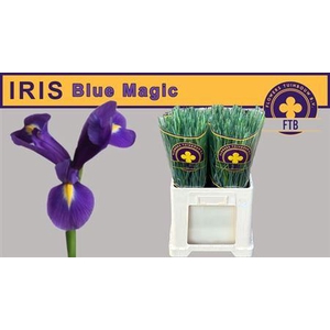 Iris Blue Magic