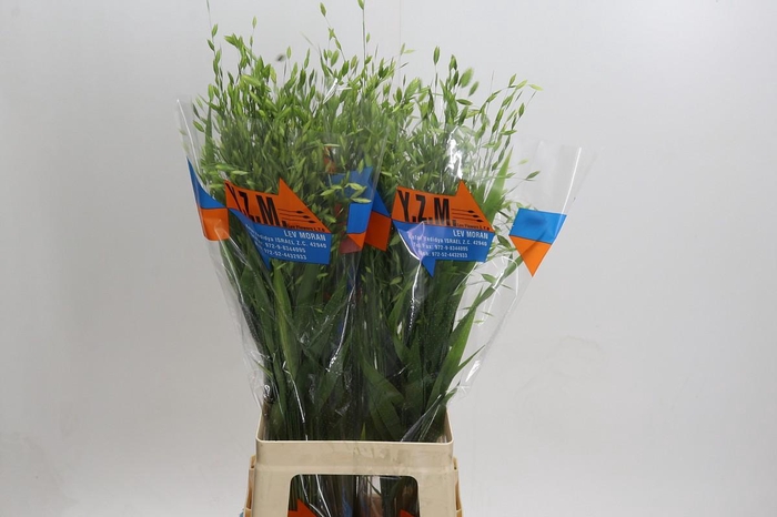 <h4>Chasmanthium Green</h4>