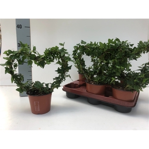 Hedera Shamrock Hart Mini