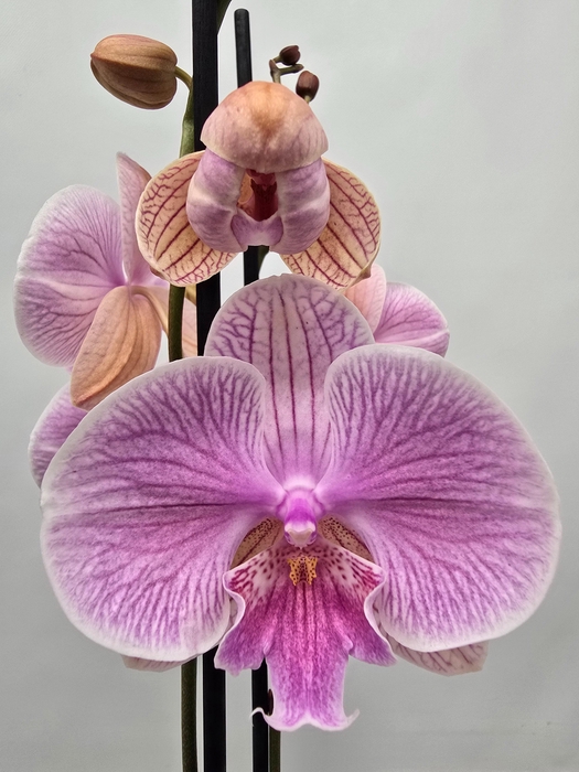 <h4>Limited 45 week 10</h4>