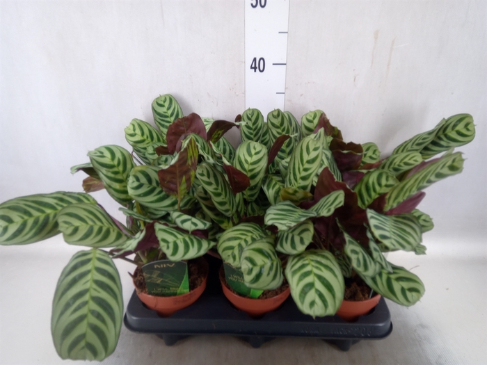 <h4>Ctenanthe burle-marxii</h4>