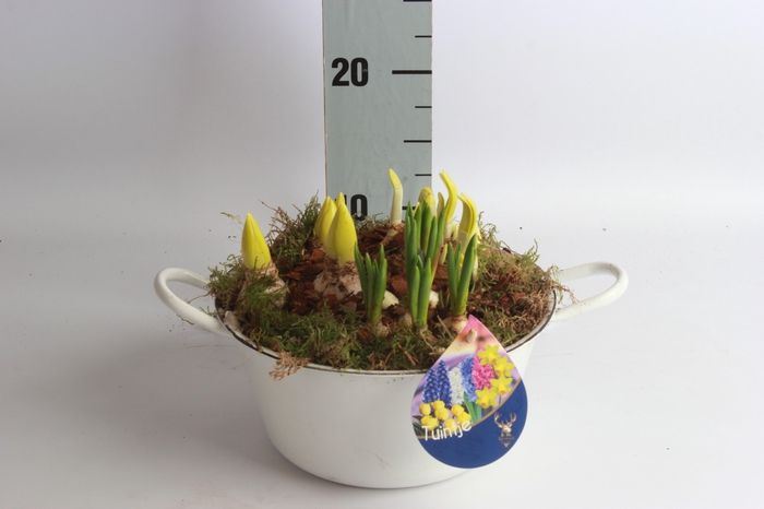 <h4>ARR BOL KNOLGEWAS</h4>