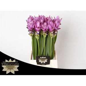 CURCUMA ALISM. 'SIAM SUPREME'