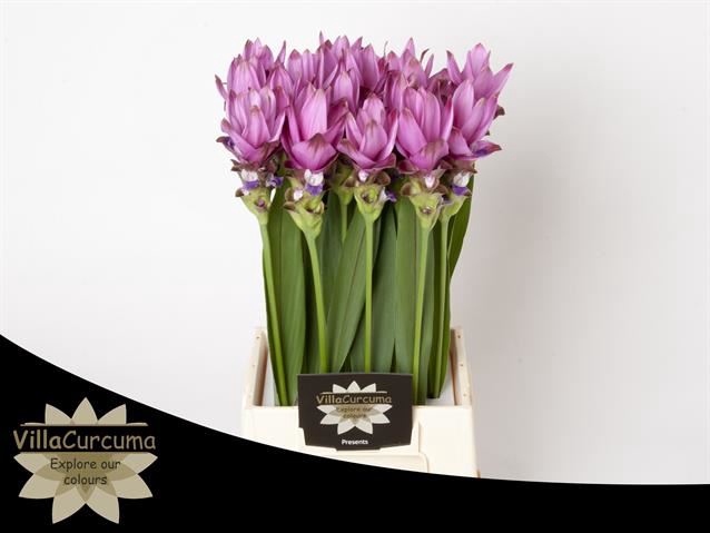<h4>CURCUMA ALISM. 'SIAM SUPREME'</h4>