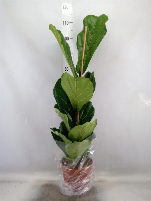 <h4>Ficus lyrata</h4>