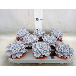 Echeveria   ...