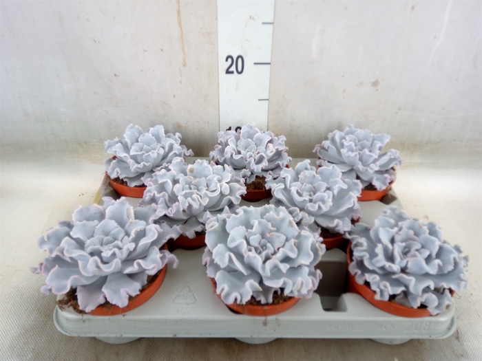 <h4>Echeveria   ...</h4>