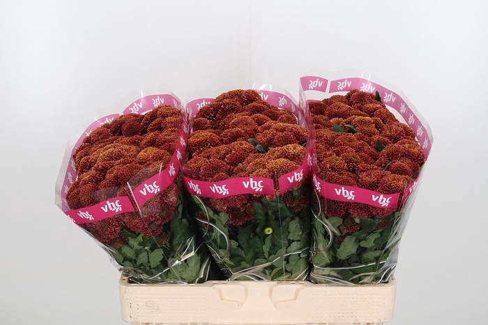 Chr S Aaa Doria Cher