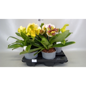 Paphiopedilum american hybride mix