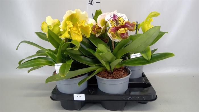 <h4>Paphiopedilum american hybride mix</h4>