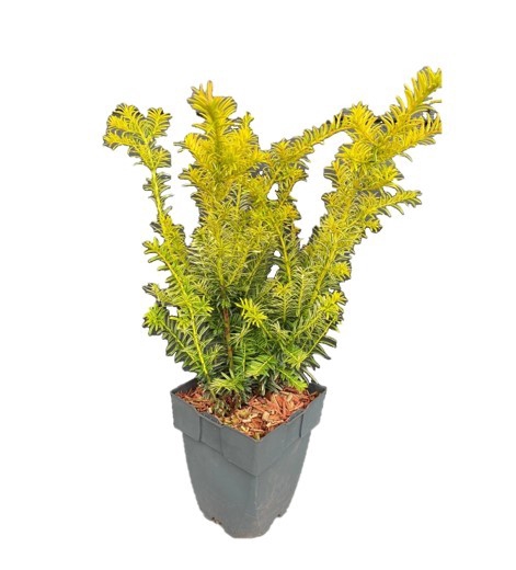 <h4>Taxus baccata Bush 'Goldstrike' P17</h4>
