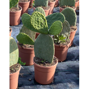 Opuntia