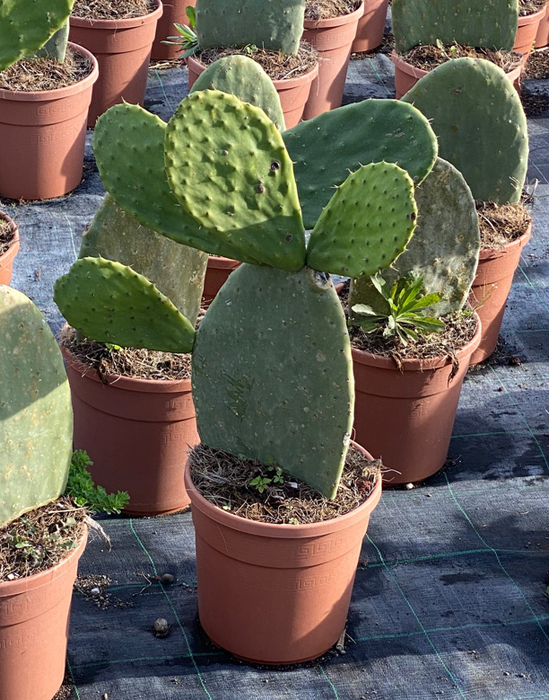 <h4>Opuntia</h4>