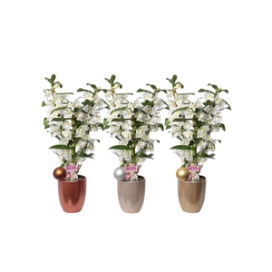 Dendrobium Nobilé, Classic Apollon 3-tak 'Cynthia Christmas'