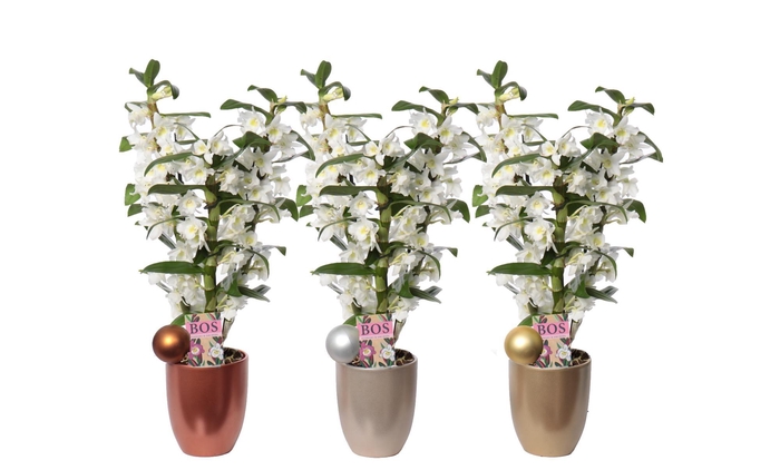 <h4>Dendrobium Nobilé, Classic Apollon 3-tak 'Cynthia Christmas'</h4>