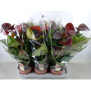 Anthurium andr. 'Essencia'