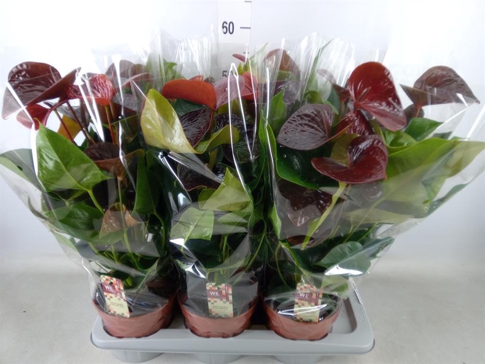 <h4>Anthurium andr. 'Essencia'</h4>