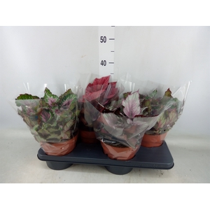 Begonia BD 'Beleaf'   ...mix