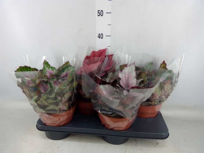 <h4>Begonia BD 'Beleaf'   ...mix</h4>