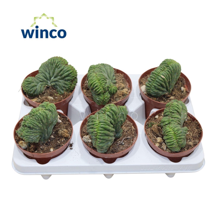 <h4>Trichocereus Cristata</h4>