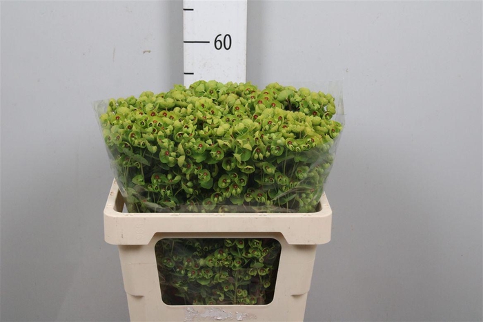 <h4>Euph X Martini</h4>