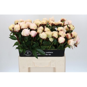 Paeonia Class Act