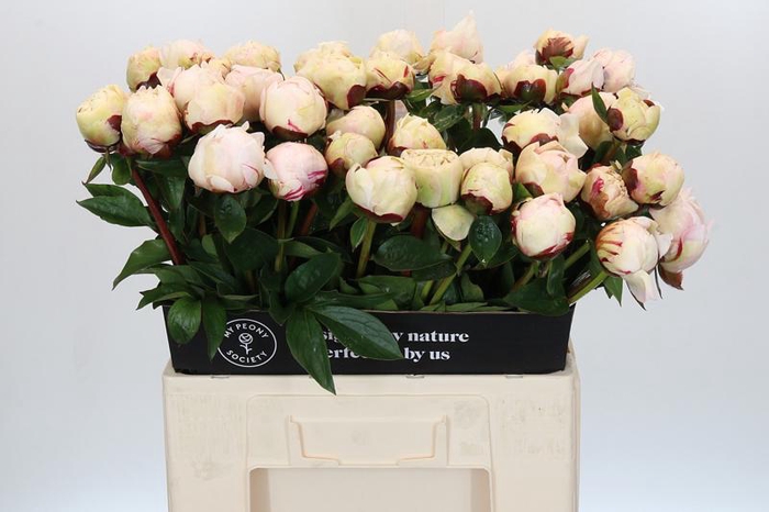 <h4>Paeonia Class Act</h4>