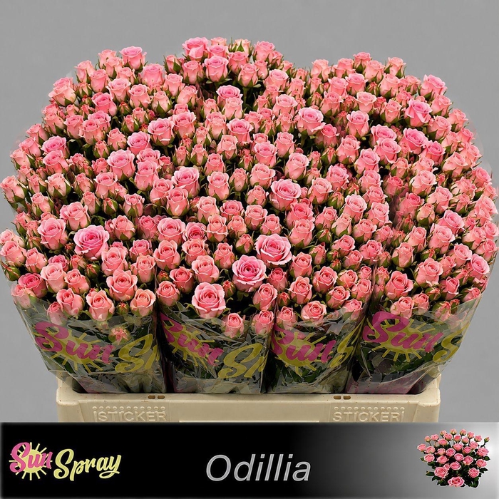 <h4>R TR ODILIA</h4>