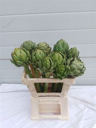 <h4>Cynara Scolymus</h4>