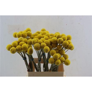 CRASPEDIA YELLOW