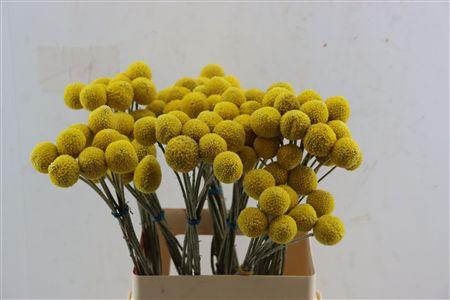 <h4>CRASPEDIA YELLOW</h4>