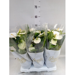 Anthurium andr. 'Cocos'