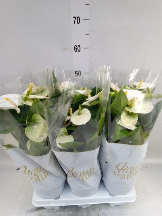 <h4>Anthurium andr. 'Cocos'</h4>