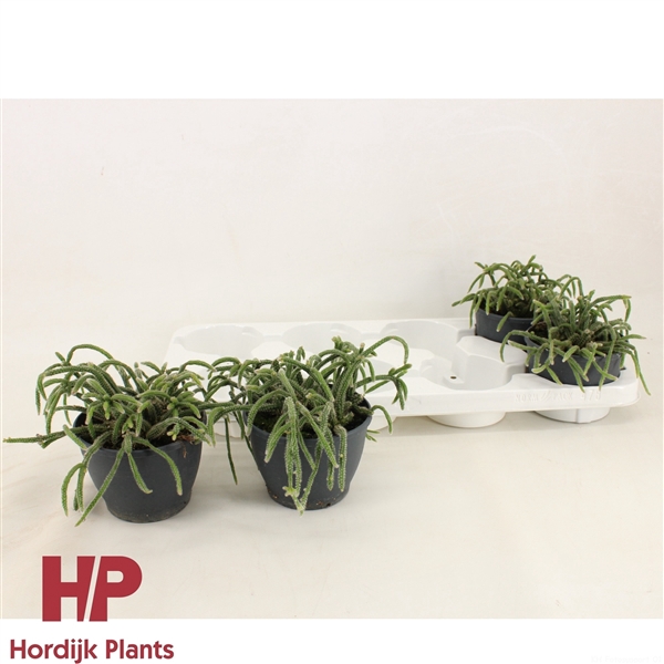 <h4>Rhipsalis baccifera subsp. horrida 12cm</h4>