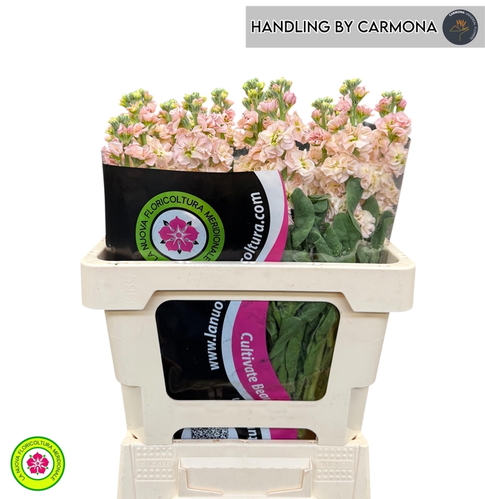 <h4>MATTH IRON APRICOT</h4>