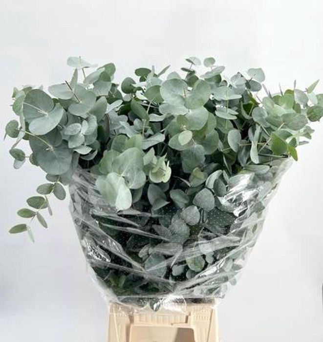 <h4>Euc. Cinerea</h4>