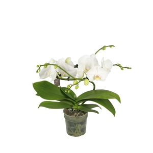 Infinity P12 Prestige 2 spike