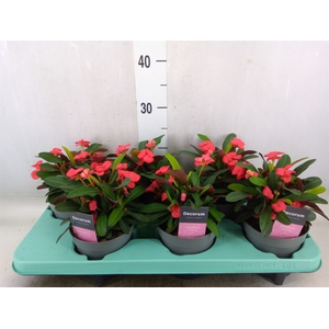 Euphorbia milii 'Maxi Olympia'