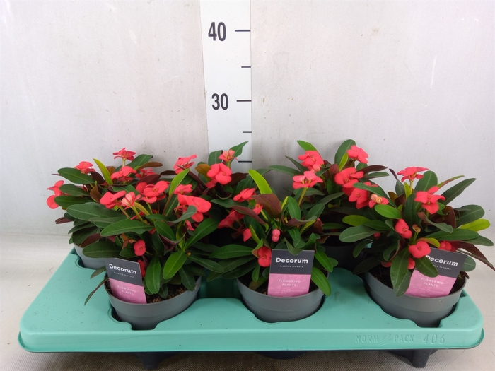 <h4>Euphorbia milii 'Maxi Olympia'</h4>