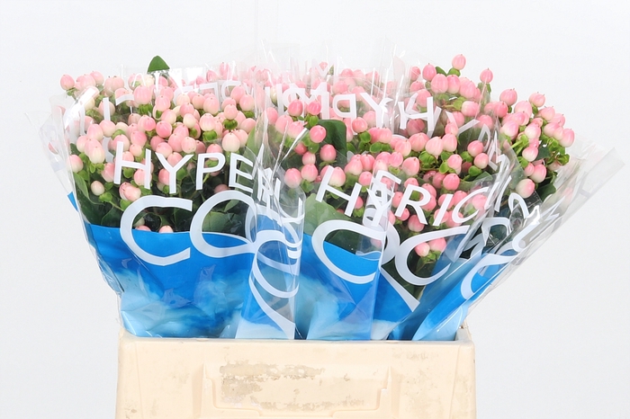 <h4>Hyp Coco Casino</h4>
